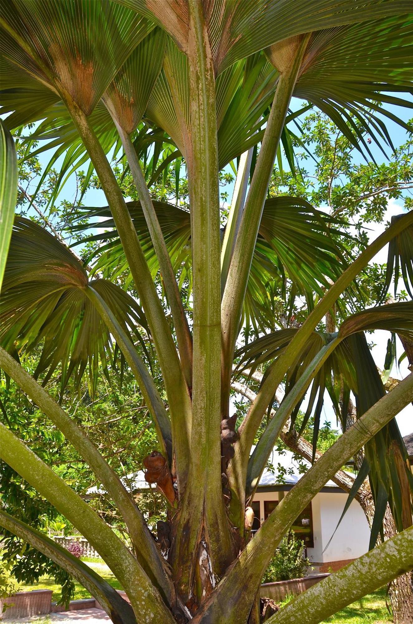 Calou Guest House La Digue Eksteriør bilde